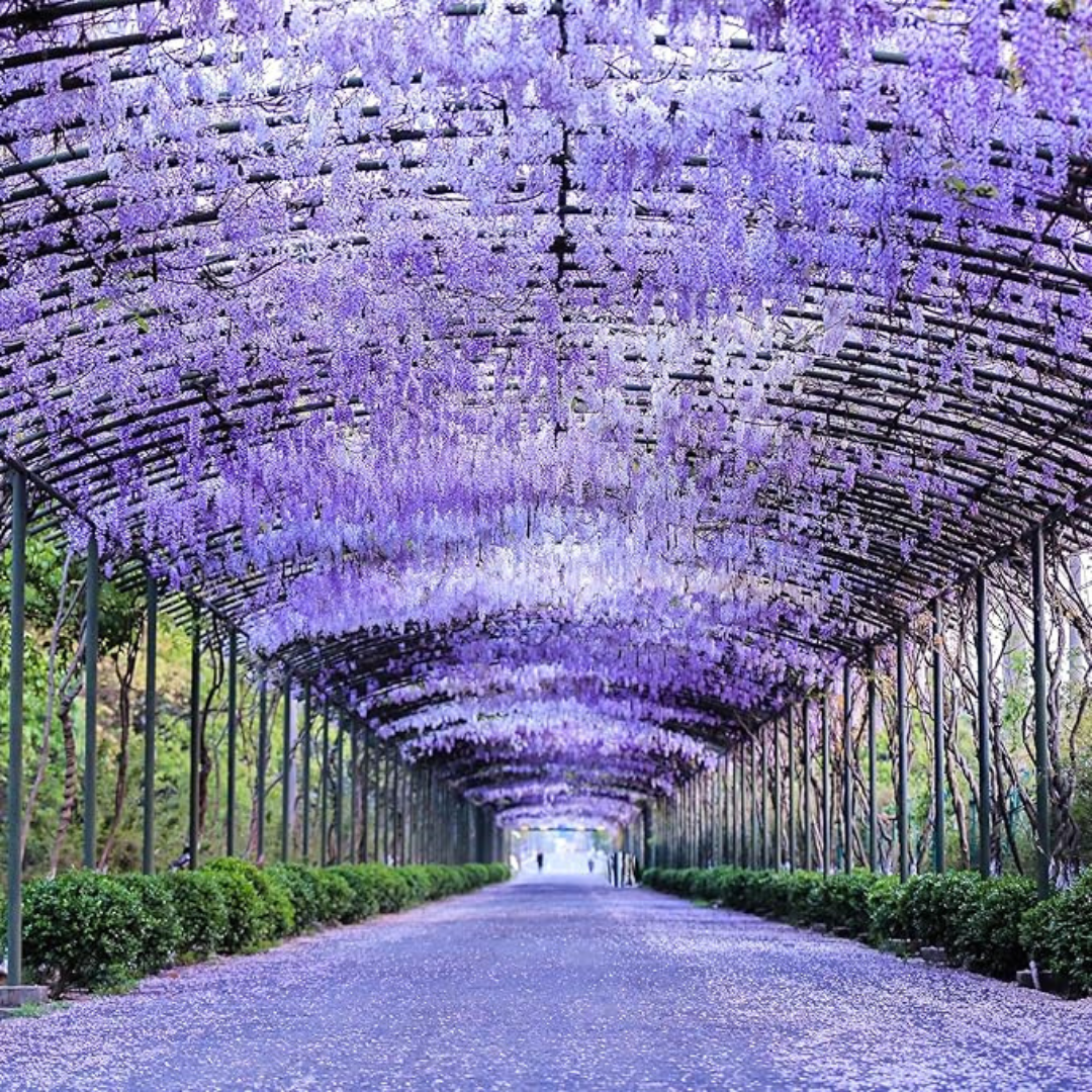 PurpleBlossom: Semillas de Glicina Morada