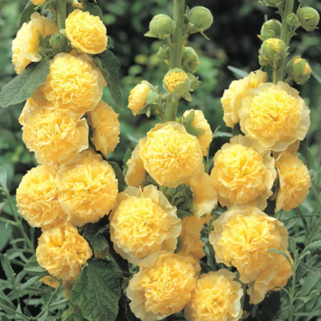 HollyRose: Semillas de Malva Emperatriz Doble