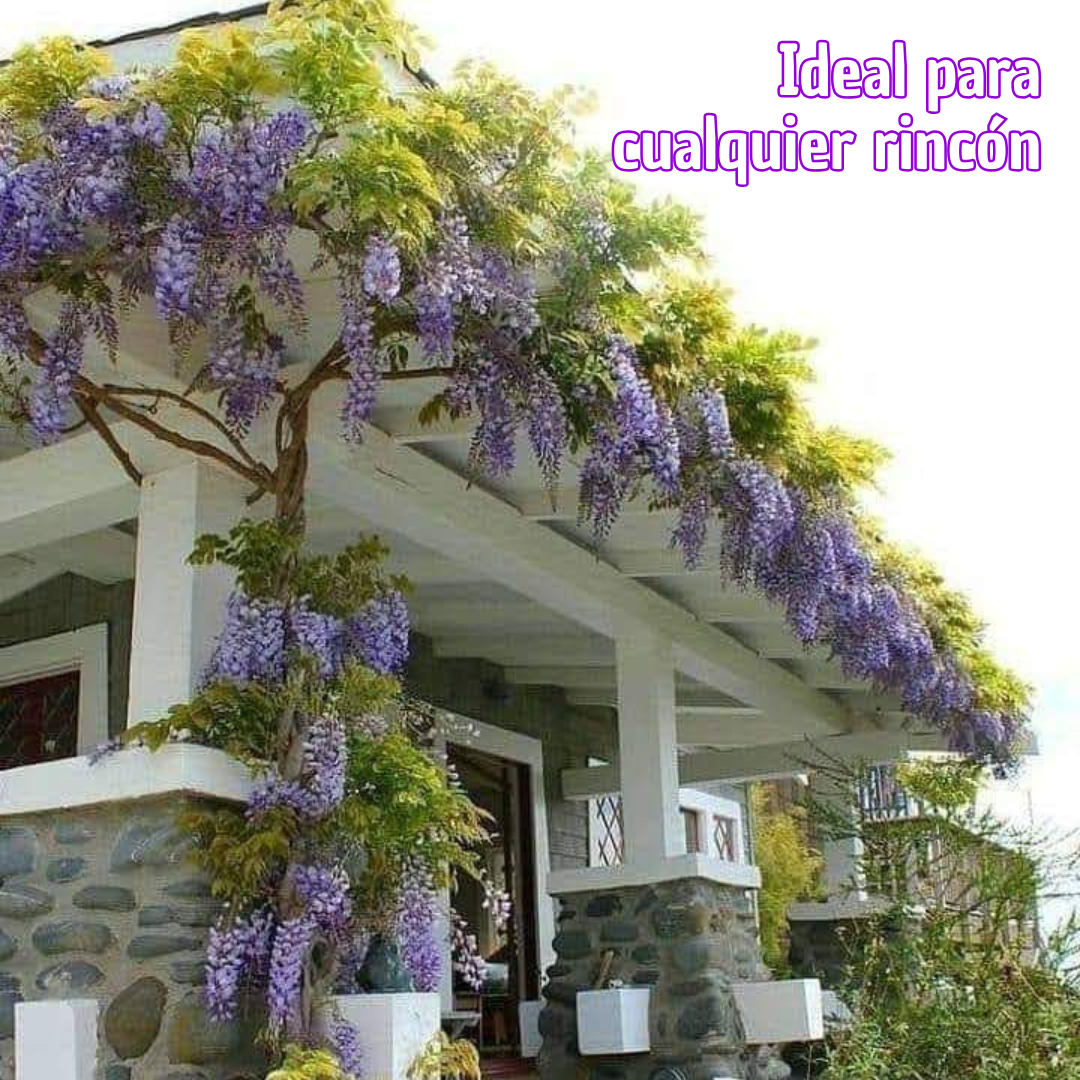 PurpleBlossom: Semillas de Glicina Morada