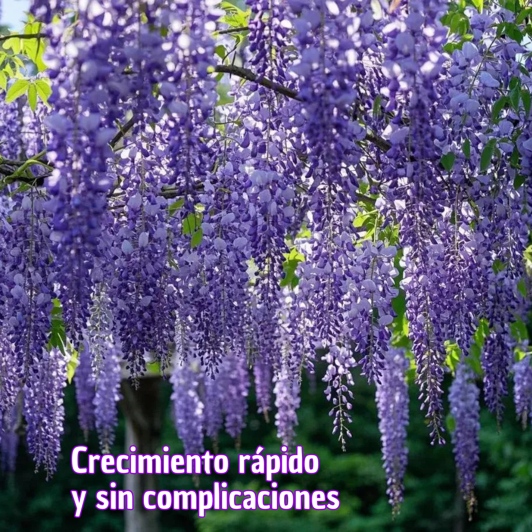 PurpleBlossom: Semillas de Glicina Morada