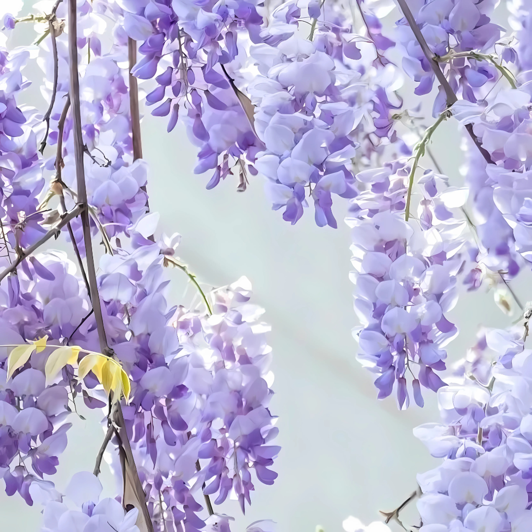 PurpleBlossom: Semillas de Glicina Morada