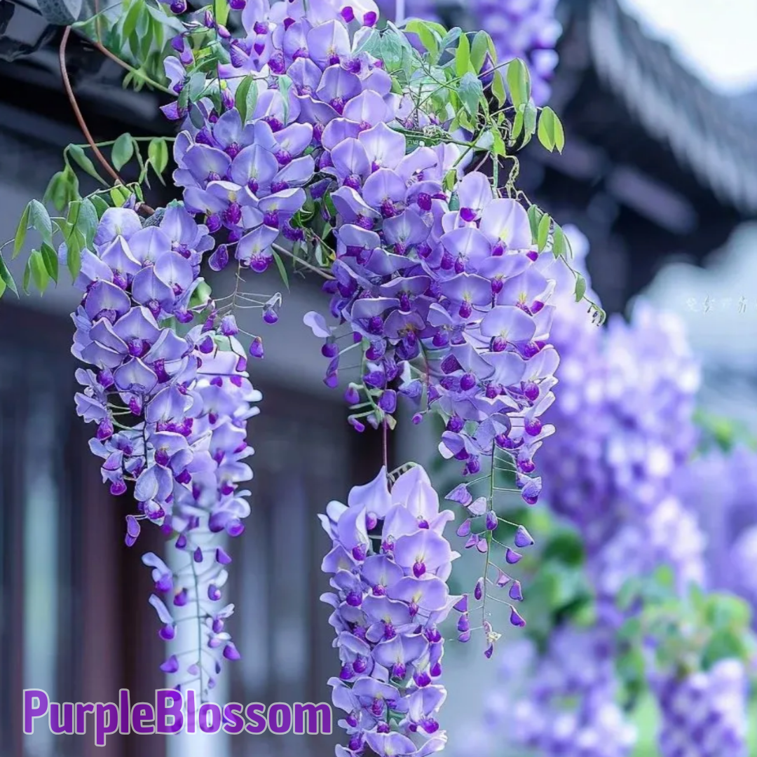PurpleBlossom: Semillas de Glicina Morada