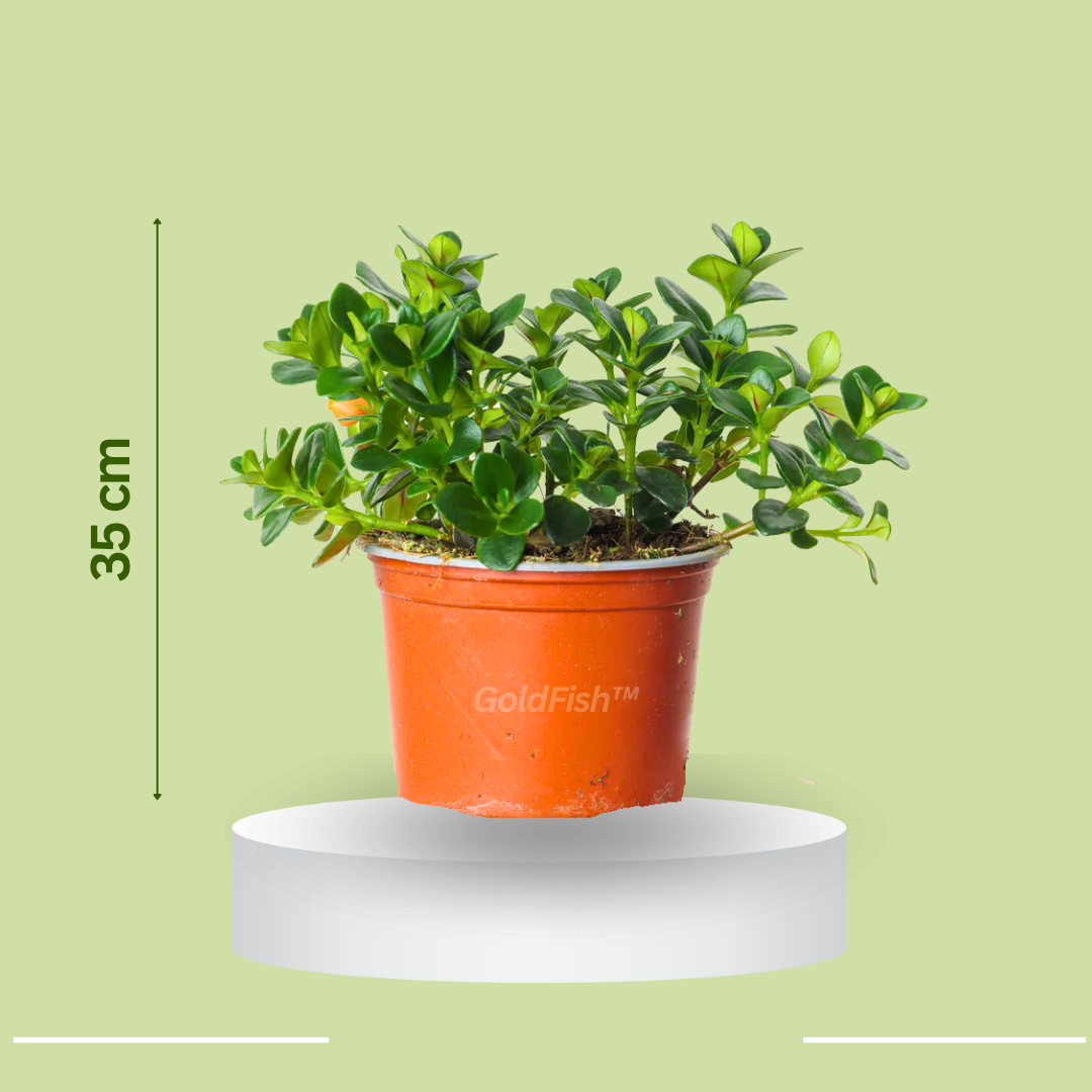 GoldFish: Planta Amazónica Pez Dorado