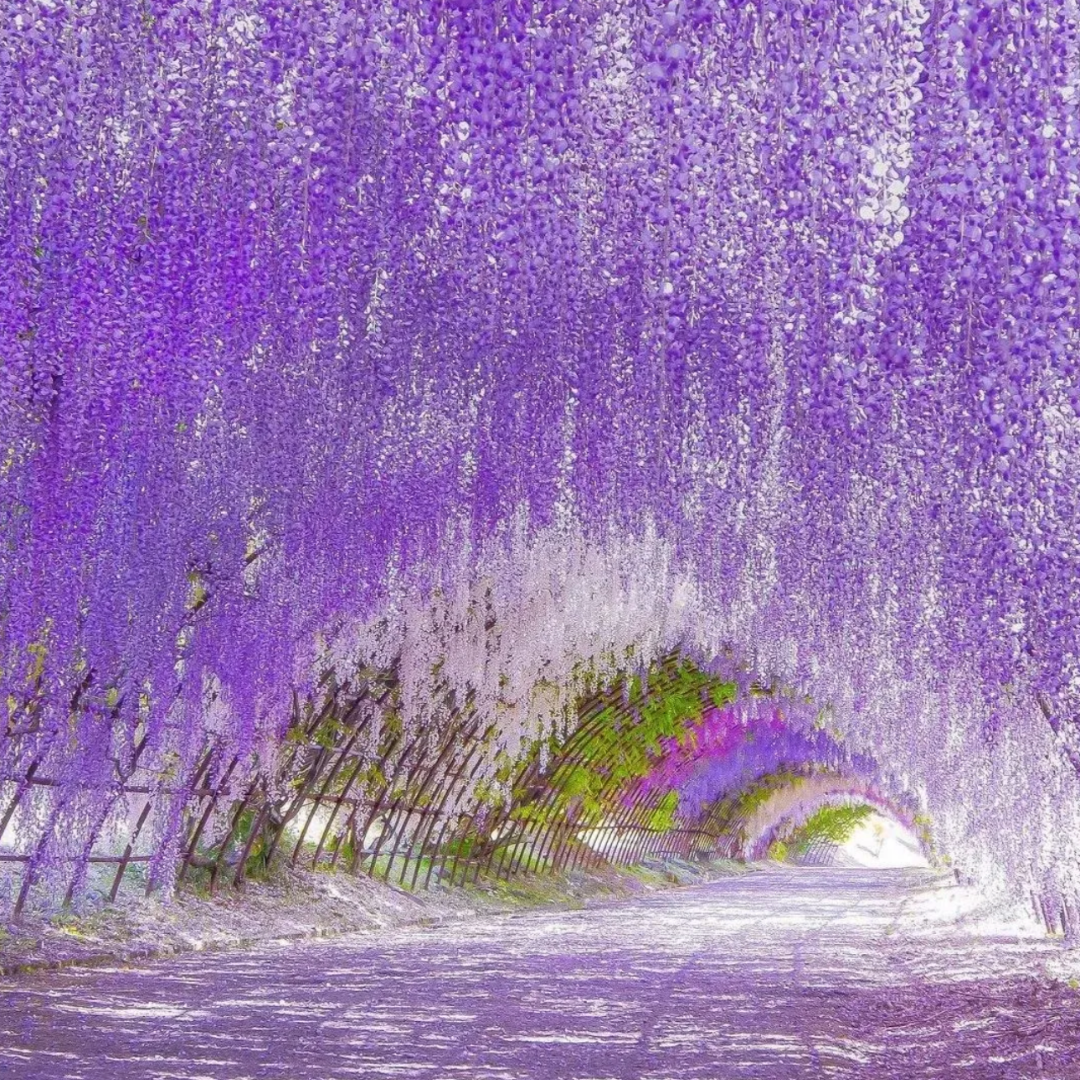 PurpleBlossom: Semillas de Glicina Morada