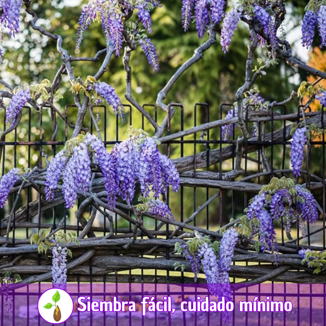 PurpleBlossom: Semillas de Glicina Morada