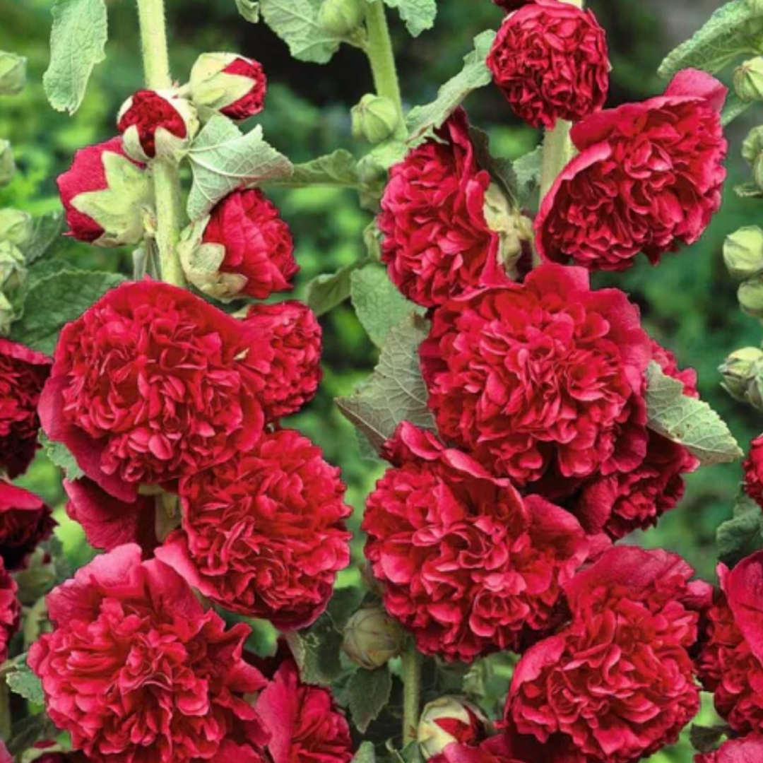 HollyRose: Semillas de Malva Emperatriz Doble