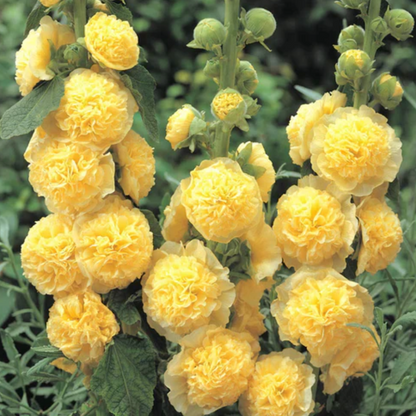 HollyRose: Semillas de Malva Emperatriz Doble