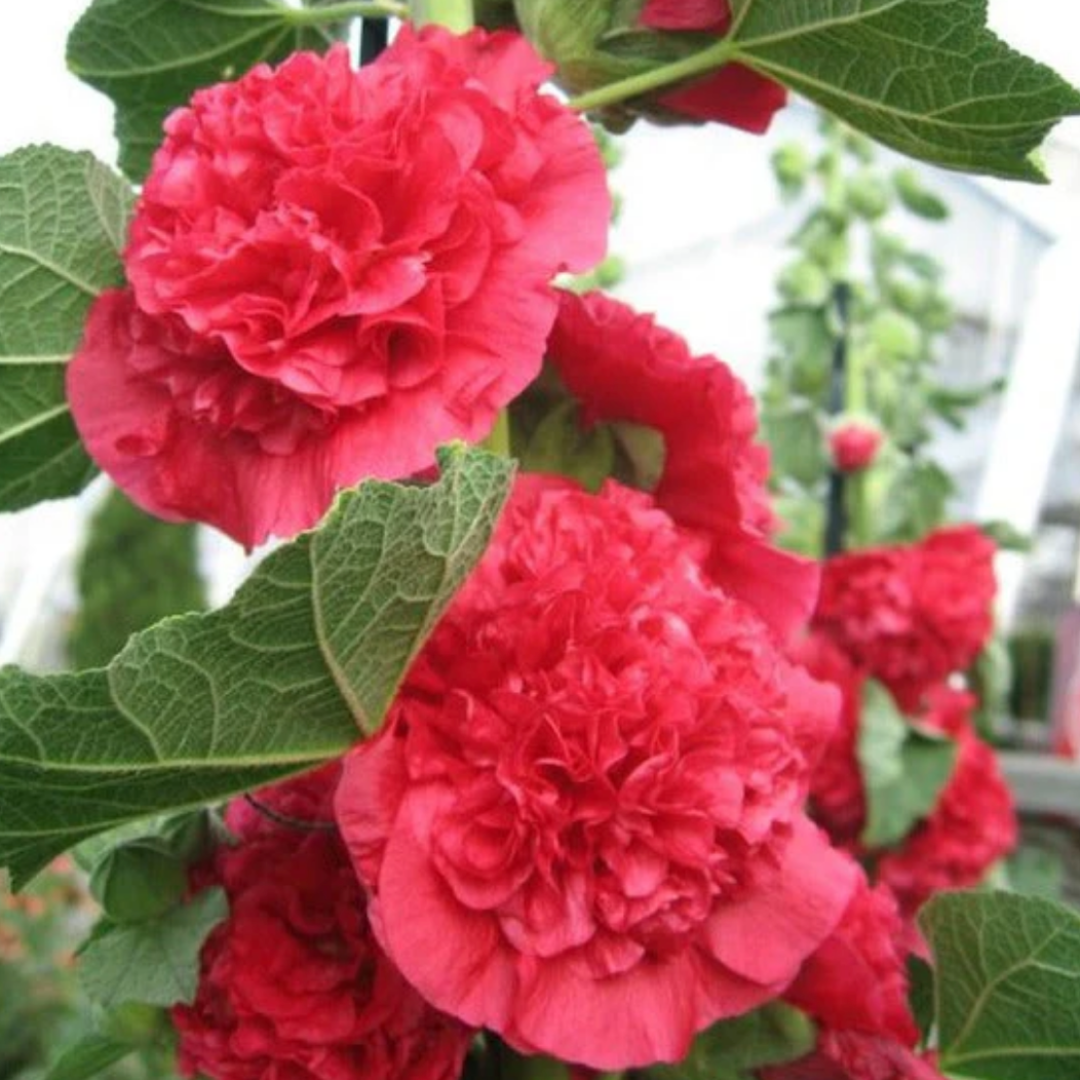 HollyRose: Semillas de Malva Emperatriz Doble