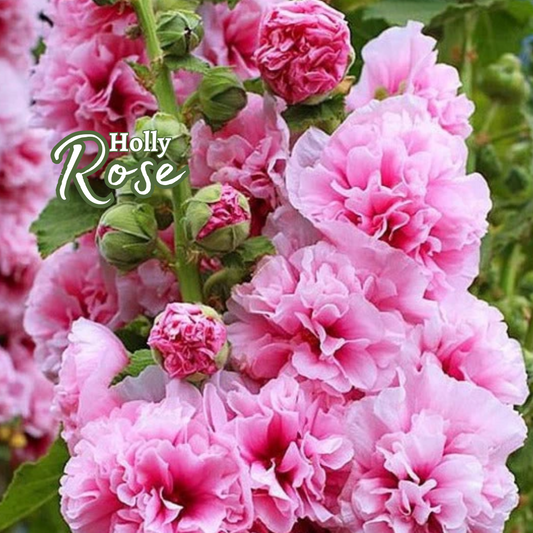 HollyRose: Semillas de Malva Emperatriz Doble