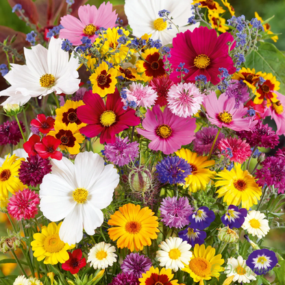 EdenGarden: Semillas de flores del Edén
