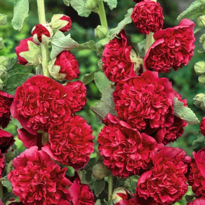 HollyRose: Semillas de Malva Emperatriz Doble