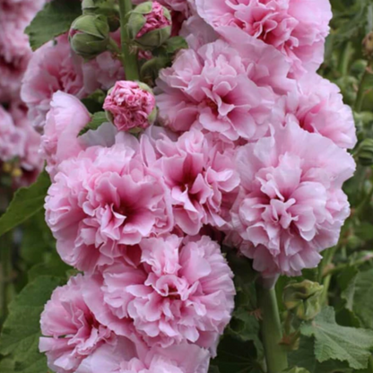 HollyRose: Semillas de Malva Emperatriz Doble