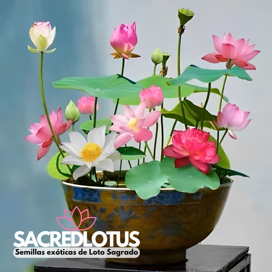 SacredLotus: Semillas exóticas de Loto Sagrado