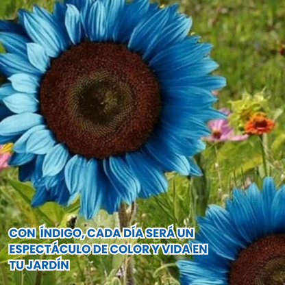 Índigo: Semillas de girasol azul