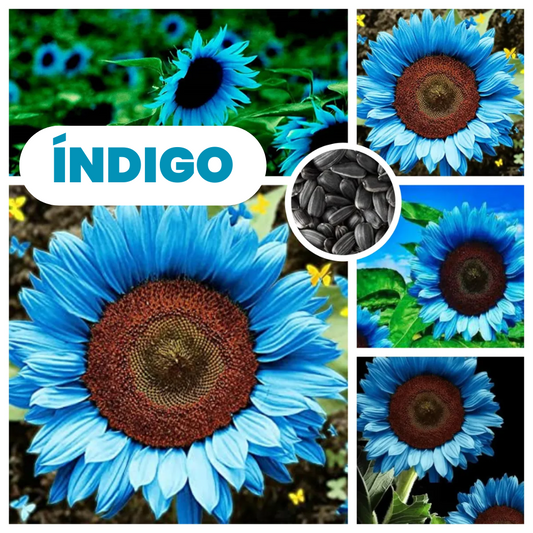 Índigo: Semillas de girasol azul